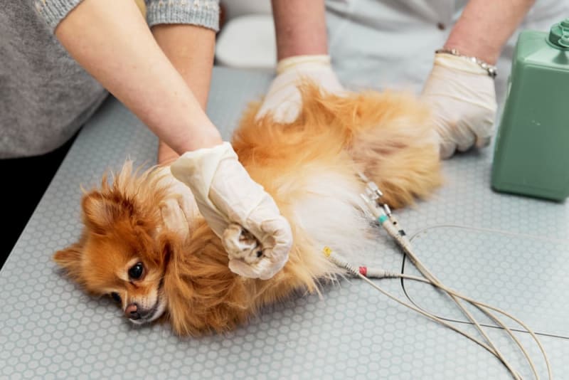 ECG for Pets When It Is Needed Wisconsin Dells Vets