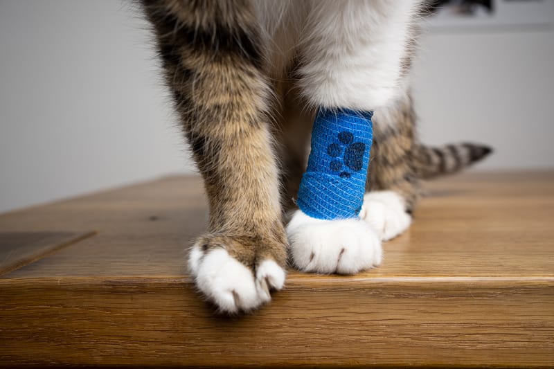 First Aid for Cat Wounds, Somerset County Vet