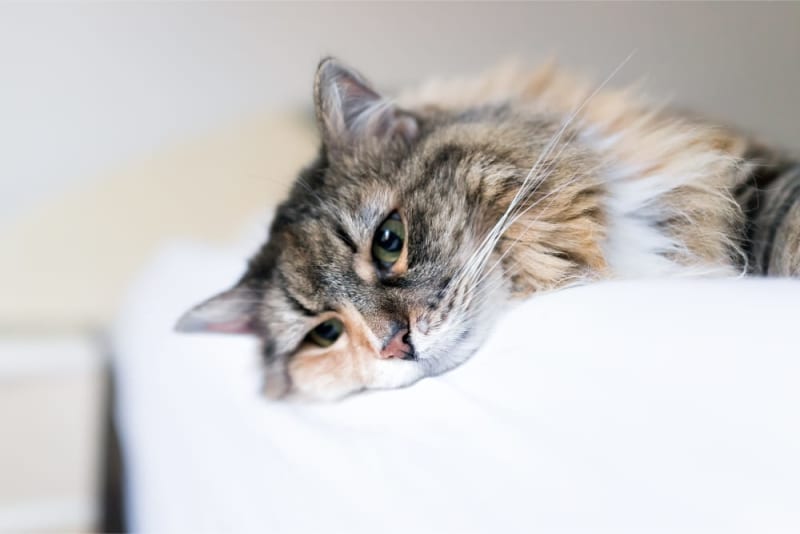 Heart Failure in Cats Signs & Symptoms Springfield Vets