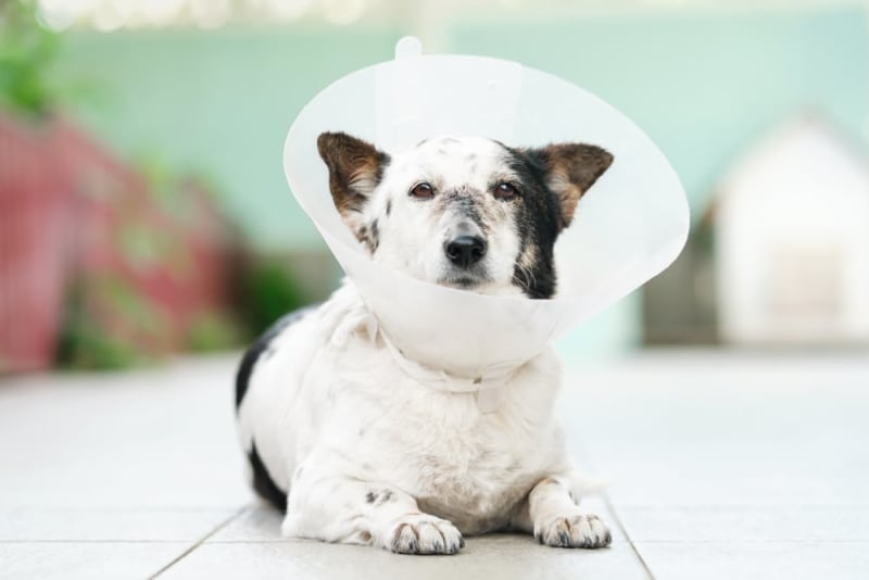 Dog Knee Surgery Riverbank Vets