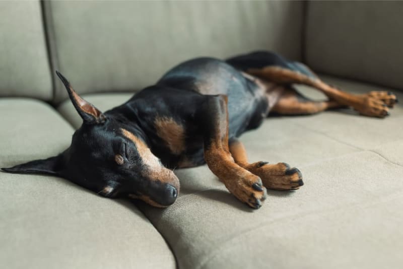 Dog Behavior Change After Vaccination Gold Canyon Vets