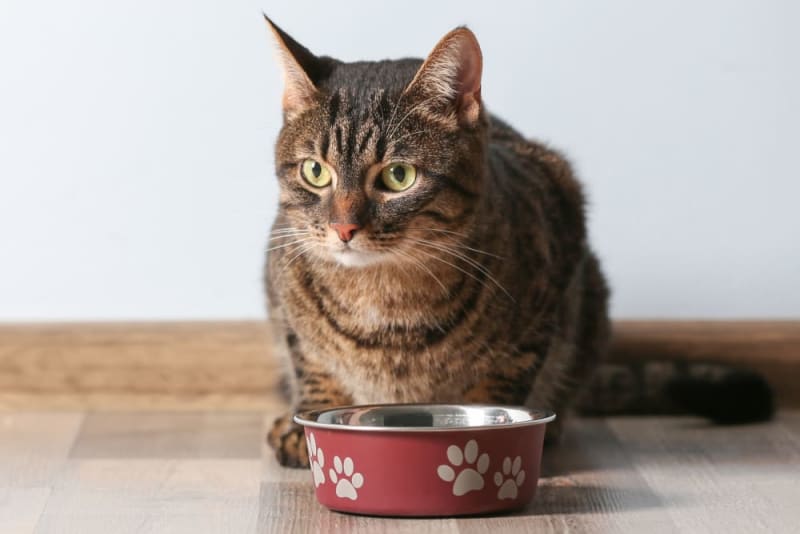 Pet Eating Problems Why Won't My Cat Eat? Benton Vets