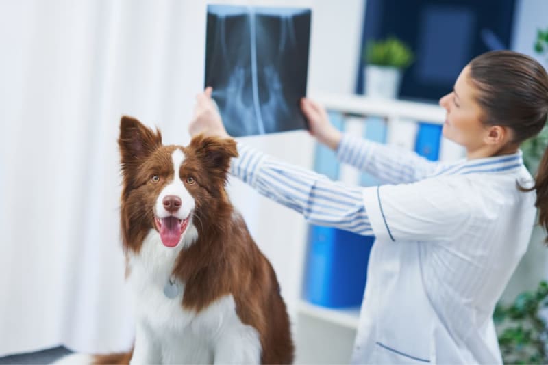 XRay for Dogs How to Prepare for Your Dog
