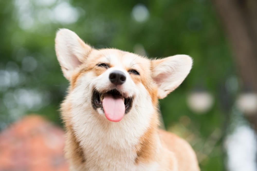 Treatment of Ear Infections in Dogs
