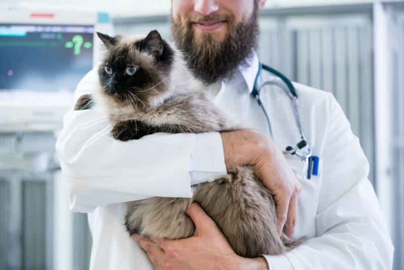 Understanding Blood Tests for Cats Lithia Springs Vets