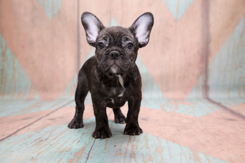 benefits-of-dog-neutering-spaying-southborough-vets