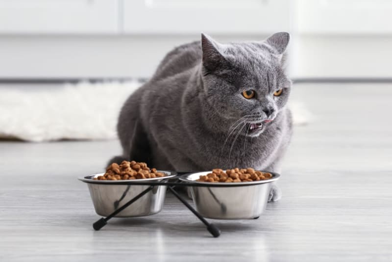 Pet Eating Problems Why Won't My Cat Eat? Bonita Springs Vets