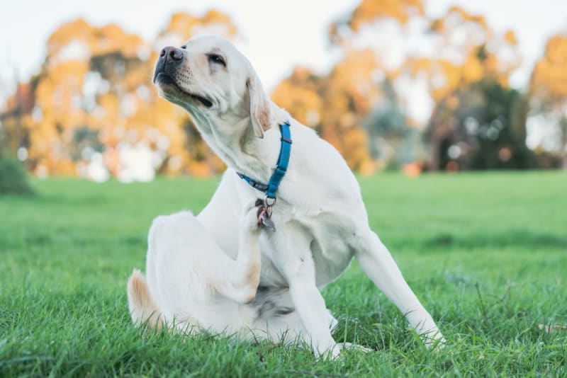 Allergies in Dogs What You Need to Know Monroe Vets