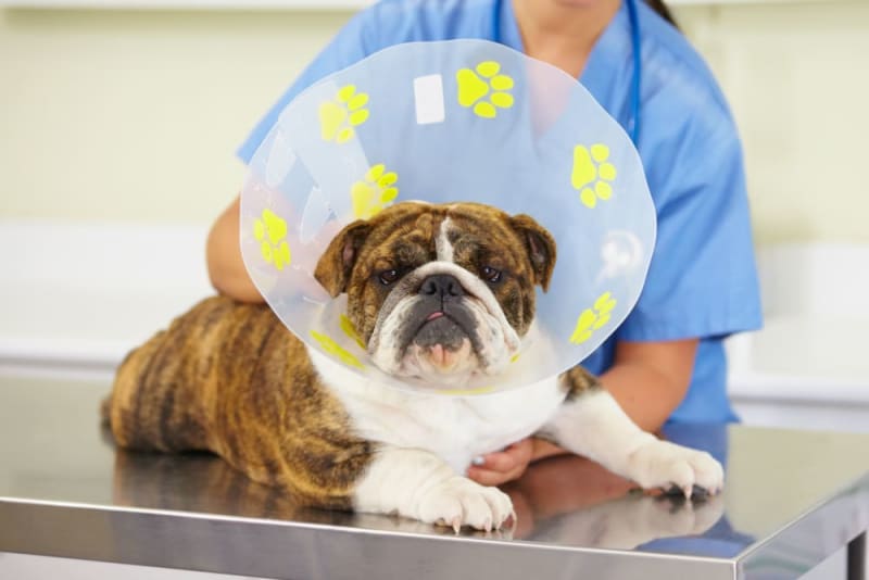 Surgery in Dogs Everything You Need to Know Brookhaven Vets
