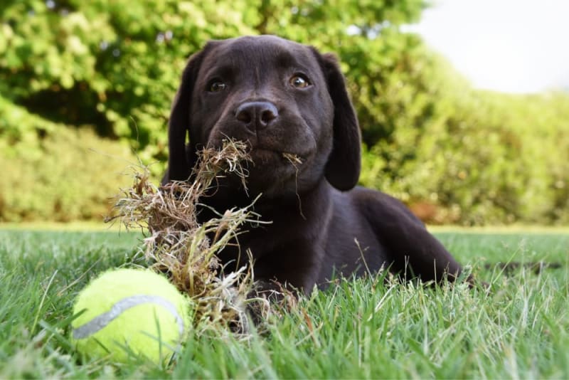 Dogs Eating Grass: Why & Is It Safe? | Fort Collins Vets