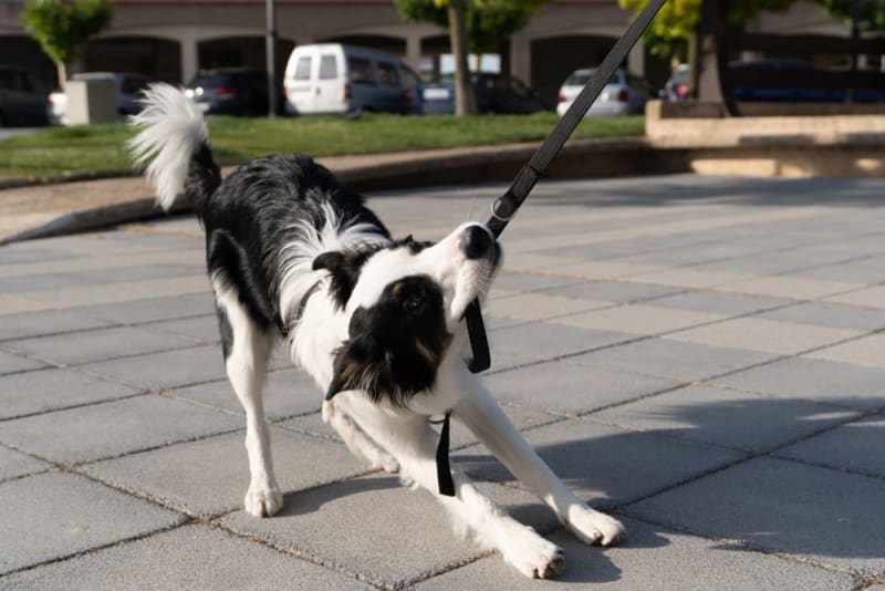 How to Deal with Leash Aggression in Dogs Baltimore Vets