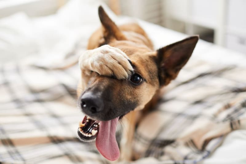 Why Is My Dogs Face Swollen? Causes & Treatment Orange Park Vets