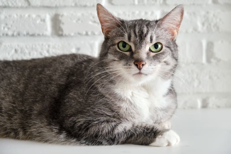 Aging Cats When is a Cat Considered a Senior? Los Angeles Vets