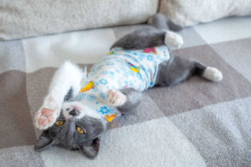 Getting Your Cat Fixed When and What To Know Our Vets in