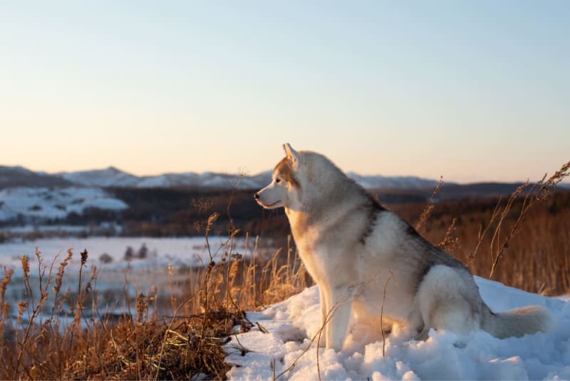 Types of Anemia in Dogs | Springfield Vets