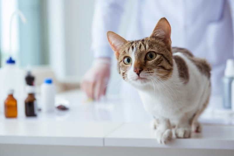 Understanding Blood Tests for Cats Wisconsin Dells Vets