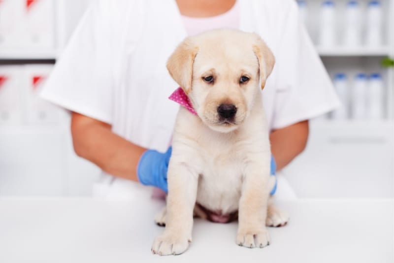 Understanding Blood Tests for Dogs Nashua vets