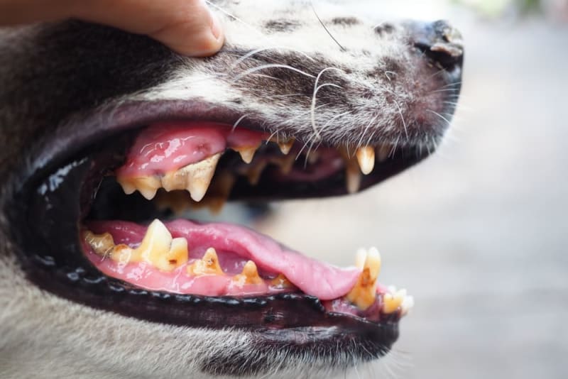 Fractured Teeth in Dogs Signs, Symptoms, Treatment Mamaroneck Vet
