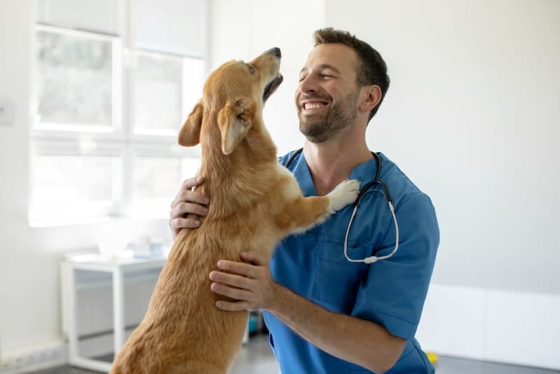 Beautiful Can A Vaccinated Dog Get Rabies Photo for Desktop Beautiful Can A Vaccinated Dog Get Rabies Photo for Desktop