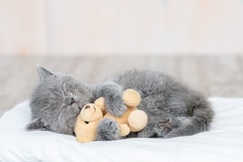 How long are cats pregnant? Pleasant Hill Vets