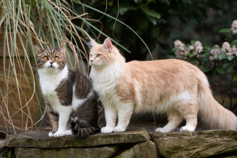 Does my cat need a feline friend? Flat Rock Vets