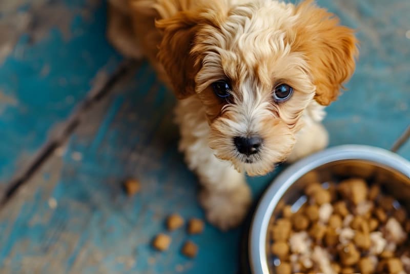 How to Choose Dog Food What is the Best Food for Dogs? Orange Vets