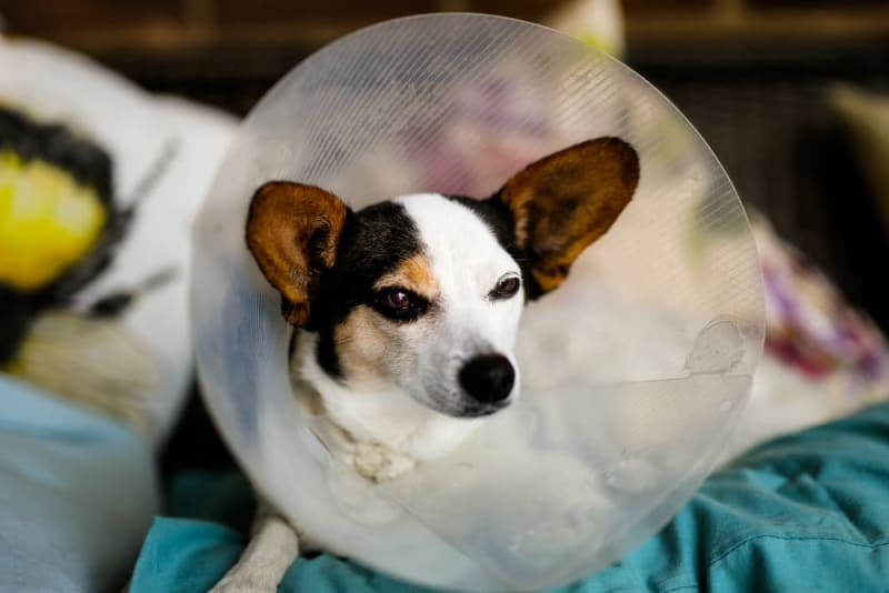 Signs of Infection After Neutering Dog Monroe Vets