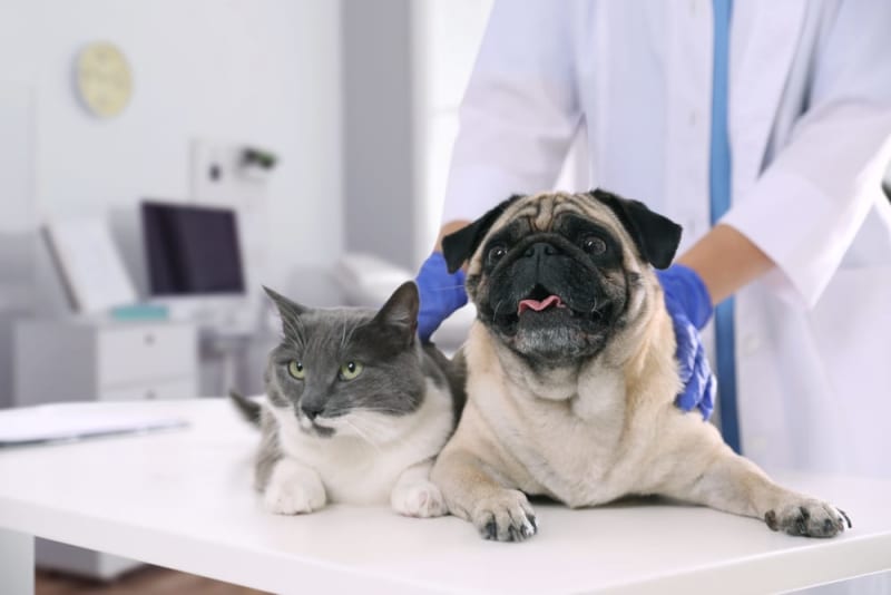 Pet Wellness Plans Are They Worth It? Mandeville Vets