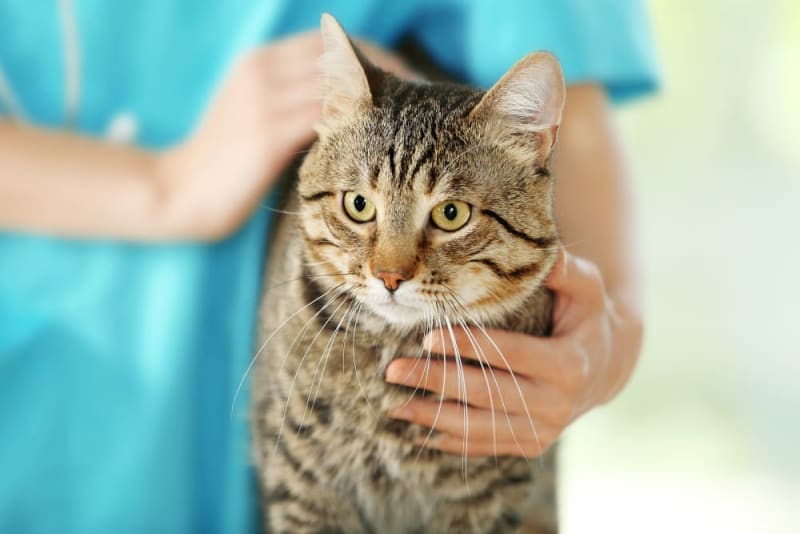 fvrcp-cat-vaccine-what-is-it-how-much-does-it-cost-kinston-vets