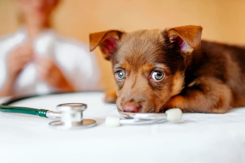 Puppy’s First Vet Visit Checklist & What to Expect Sacramento