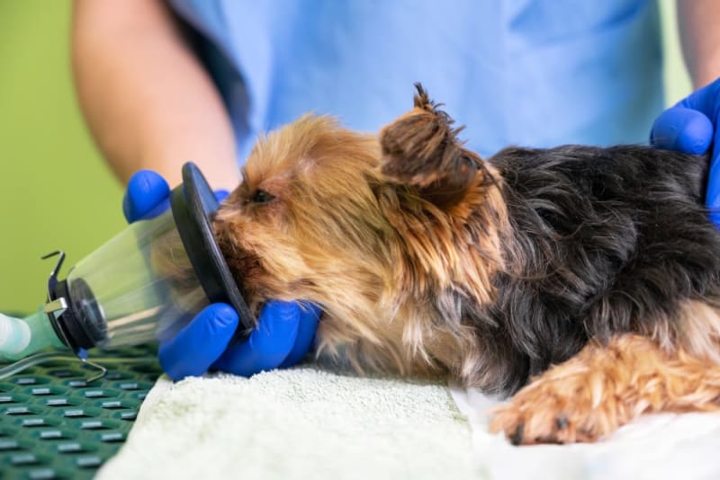 Anesthesia for Dogs Tracy Vets