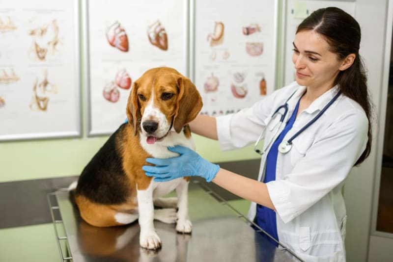 Pet Endoscopy for Your Dog & Cat What & Why Kittrell Vets