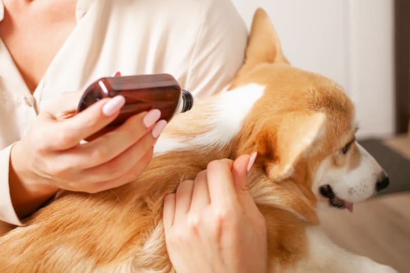 Importance of Parasite Control in Dogs Ceres Vets