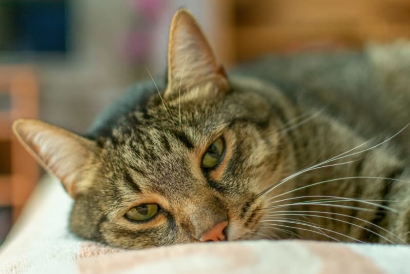 How to Tell If Your Cat Is Sick Signs & Symptoms Kent Vets