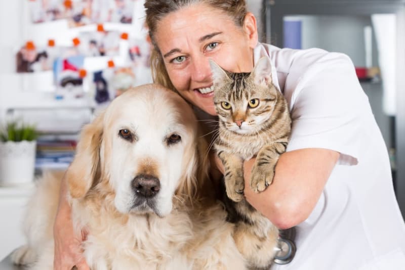 What Is Medical Pet Boarding? Brookhaven Vets