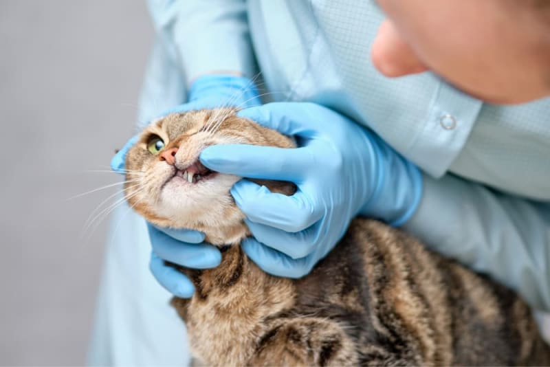 Cat Tooth Extractions What to Expect Weldon Spring Vets