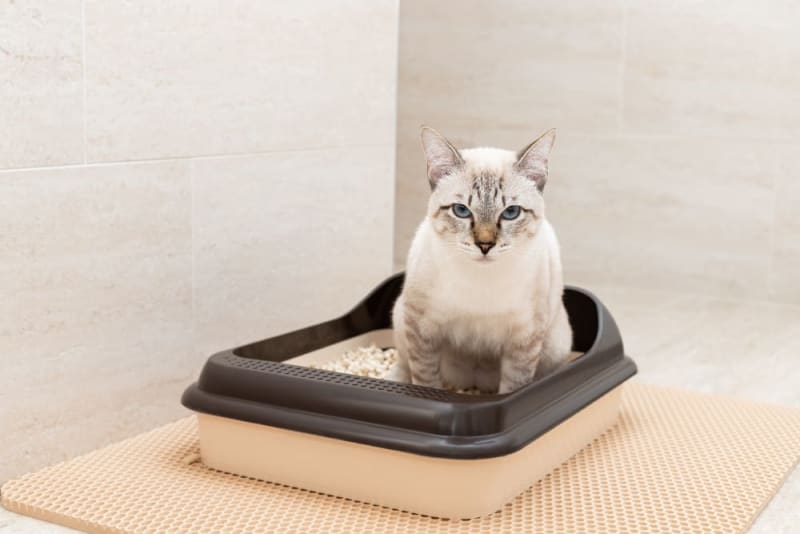 A closer look at Cat Urinary Tract Infection Causing Nasal Discharge