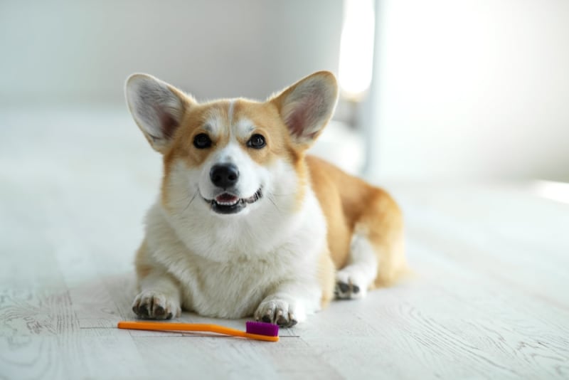 Common Dental Problems in Dogs, Pleasant Hill Vets, cat dentist, vet