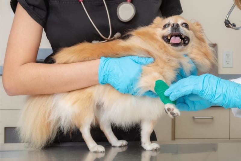 what-to-do-if-my-dog-cut-his-paw-pad-kent-vets