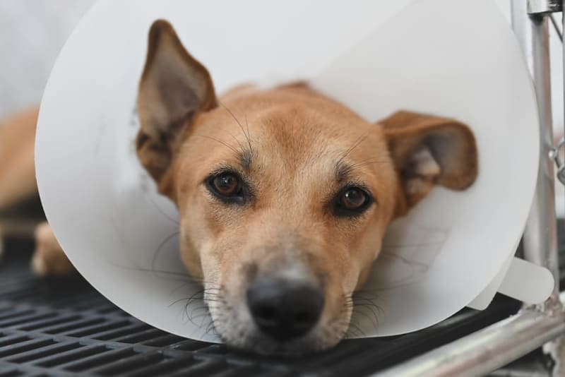 Dog Hip Dysplasia Surgery Tucson Vet