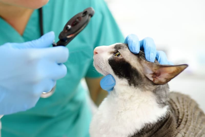 Different Antibiotics in Cat Eye Infection Treatment Apple Valley Vets