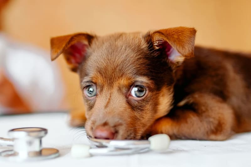 Puppy’s First Vet Visit Checklist & What to Expect Brighton