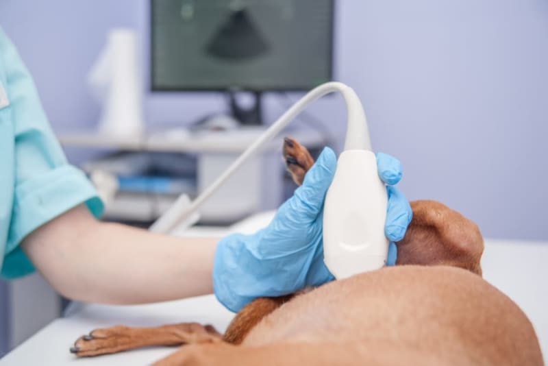 Types of Diagnostic Tests for Pets Tracy Vets