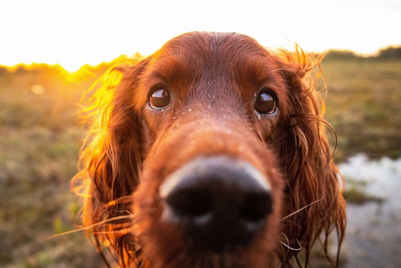 Why Your Senior Dog's Nose is Dripping Causes, Care, & Comfort