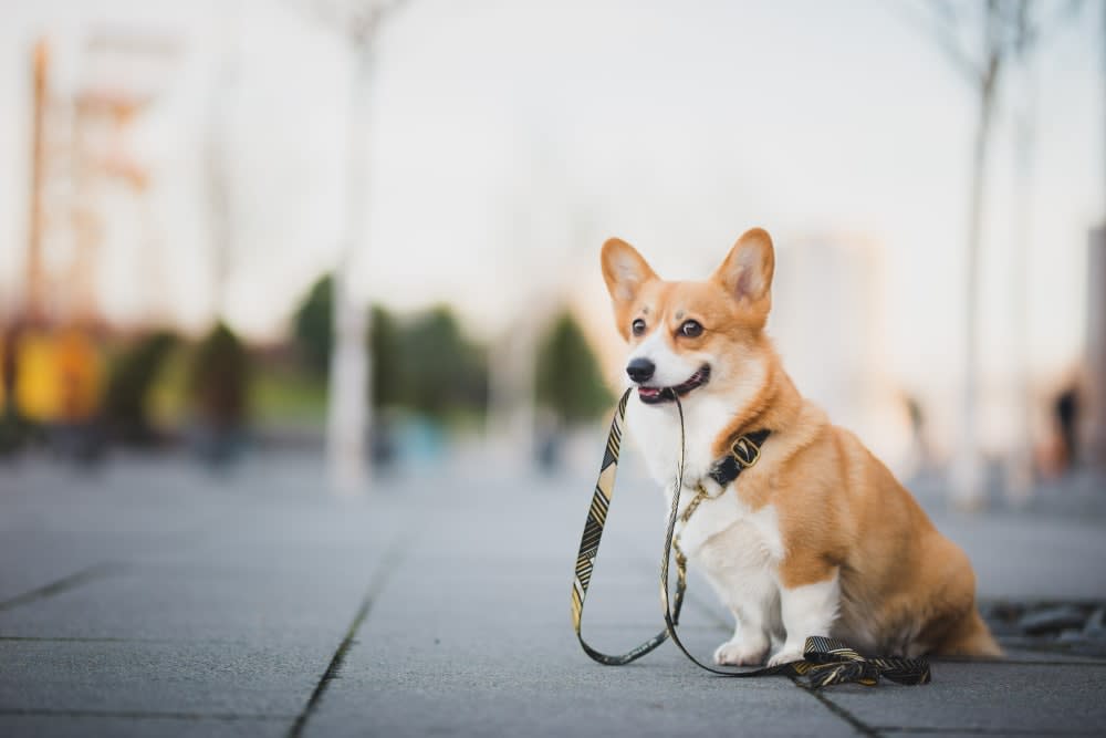 Signs of Pain in Dogs: What to Look Out For