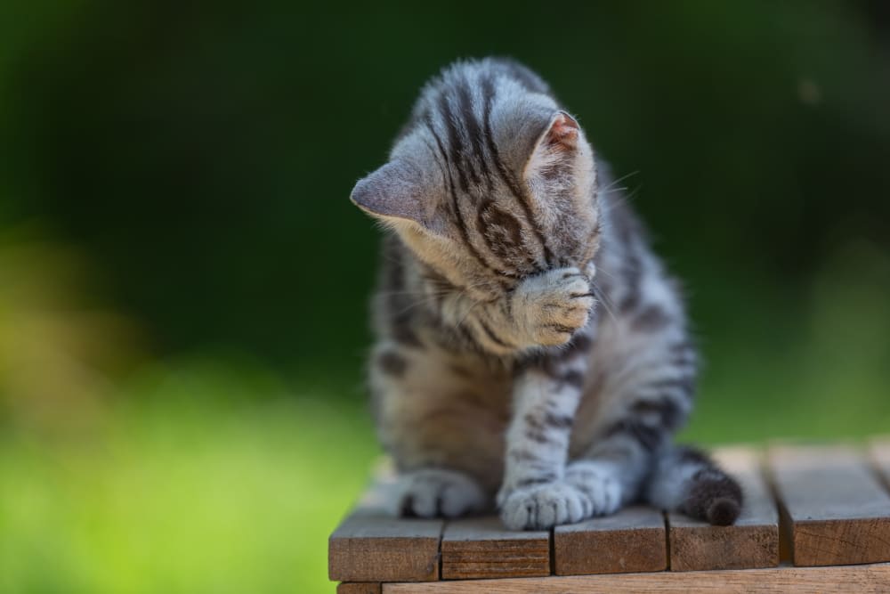 Your Kitten's First Vet Visit: What You Should Expect