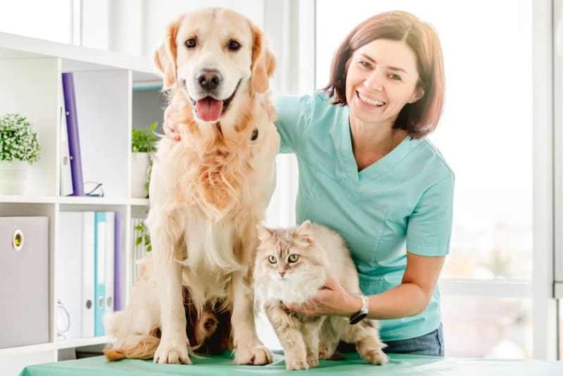 Are Pet Wellness Plans Worth It for Routine Care? Kittrell Vets
