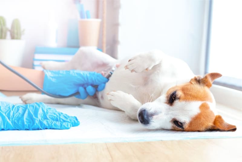 Enlarged Heart in Dogs Bonita Springs Vets