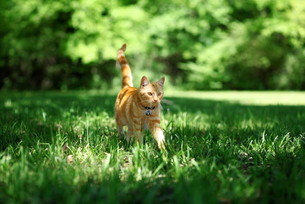 My Cat Won't Stop Vomiting: What can I do?