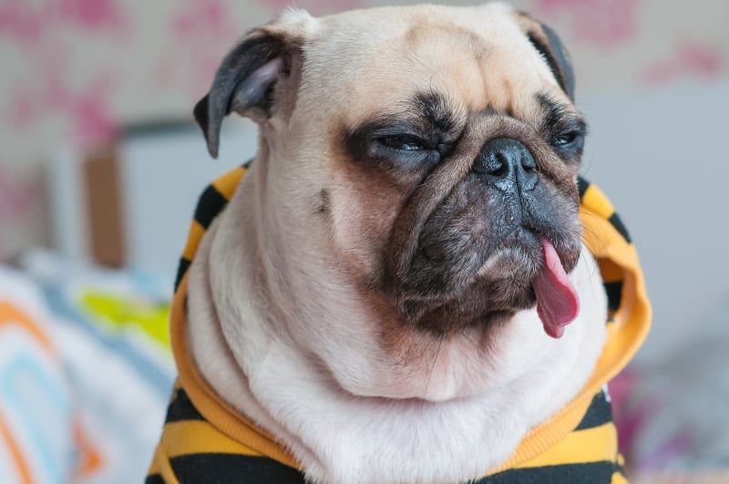 Comprehensive Guide to Kennel Cough in Dogs | Greensboro Vet